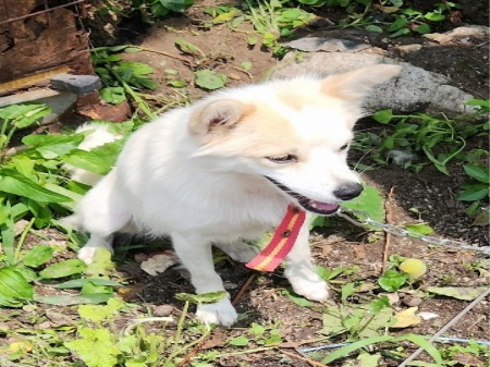 원주시동물보호센터_442419202400468