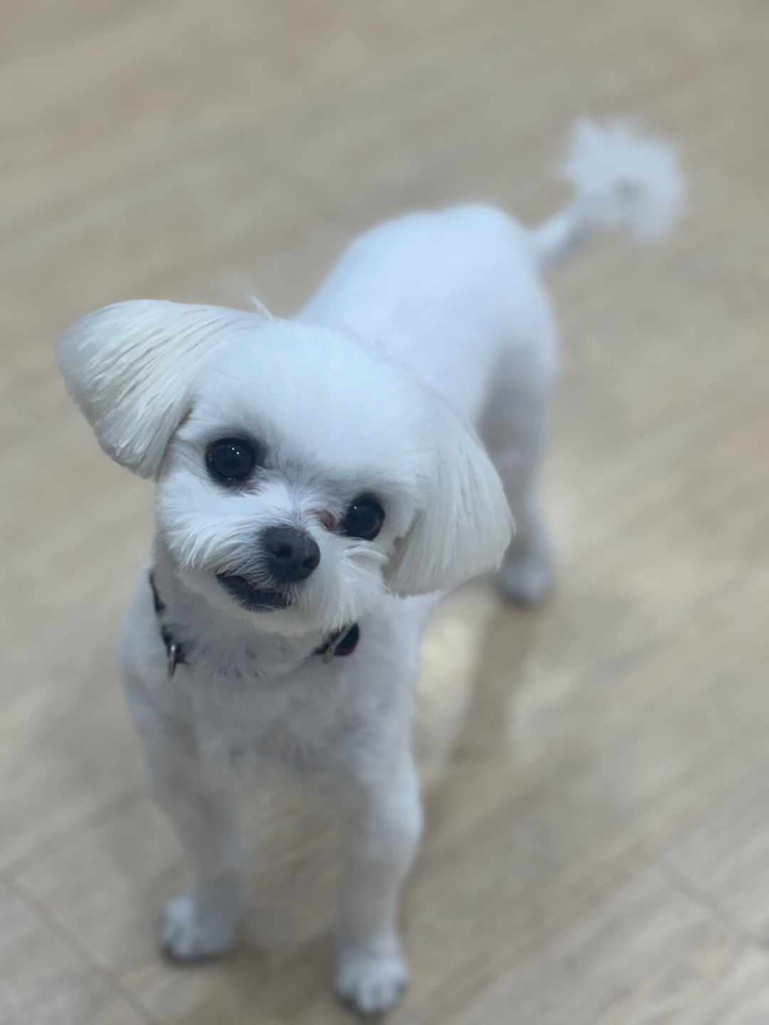 종료(반환) 말티즈…