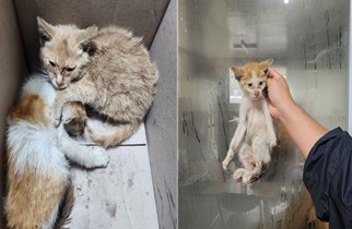 보호중 한국 고양이…