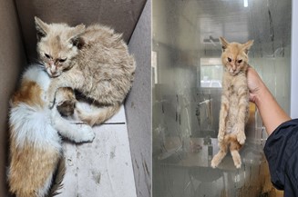 부산동물보호센터_426325202400278