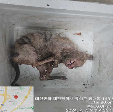 대전동물보호센터_430367202400477