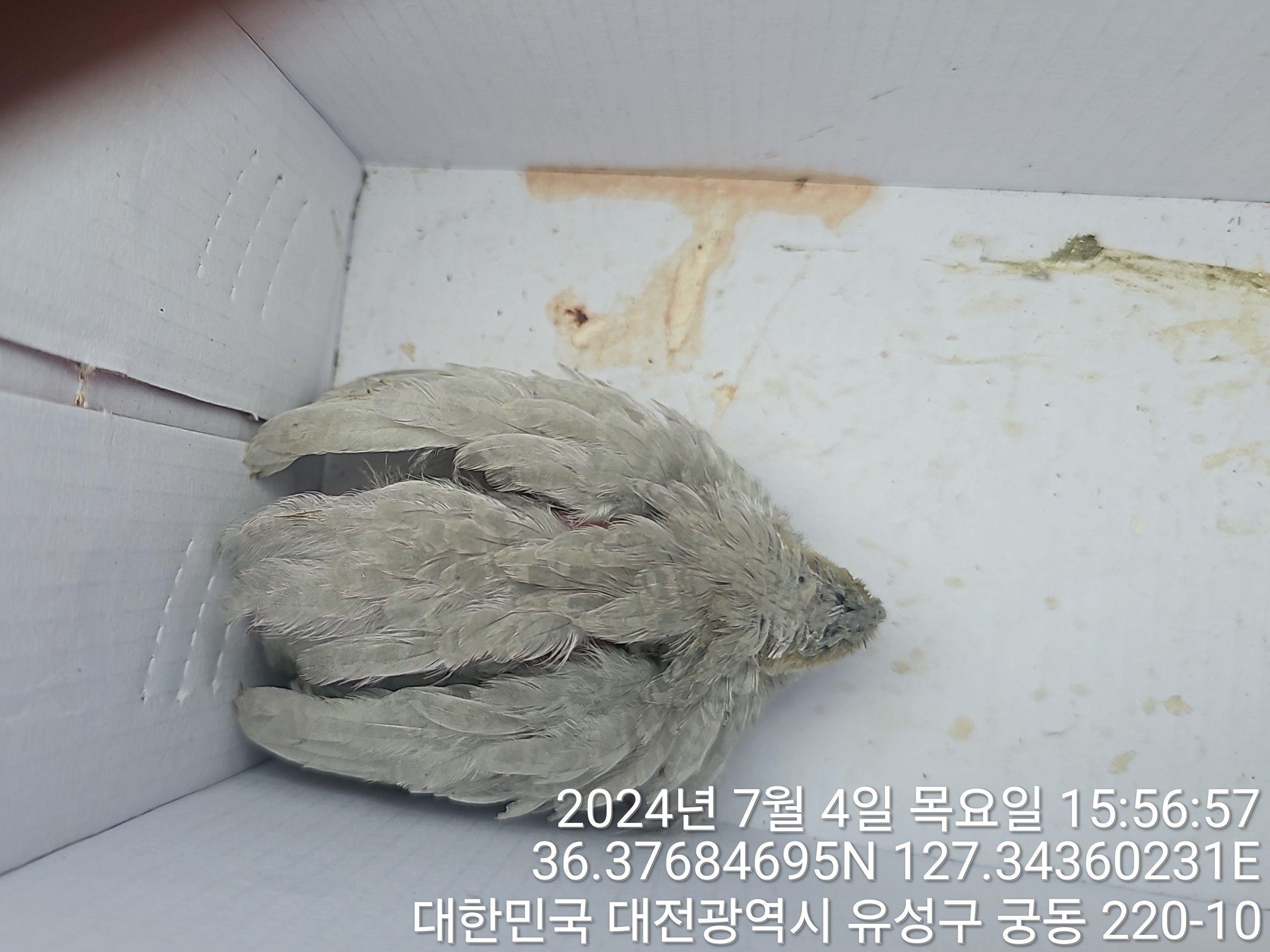 대전동물보호센터_430364202400621