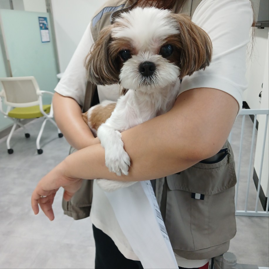 천안시 동물보호센터_444449202401434