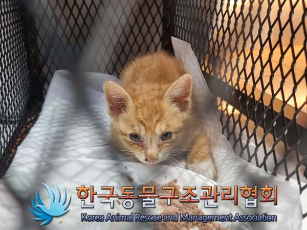 한국동물구조관리협회_411306202400581
