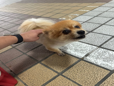 (사)동부동물보호협회_426331202400295
