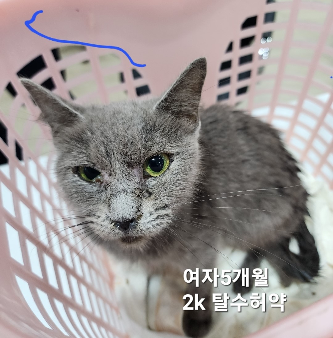옥천동물병원_443443202400565