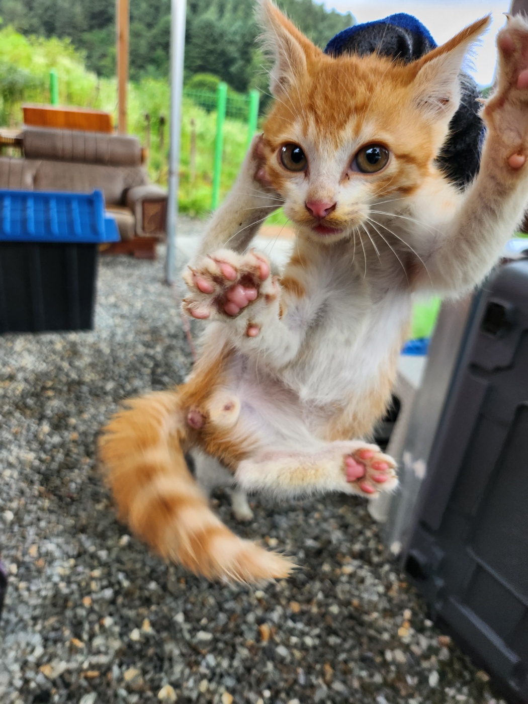 보호중 한국 고양이…