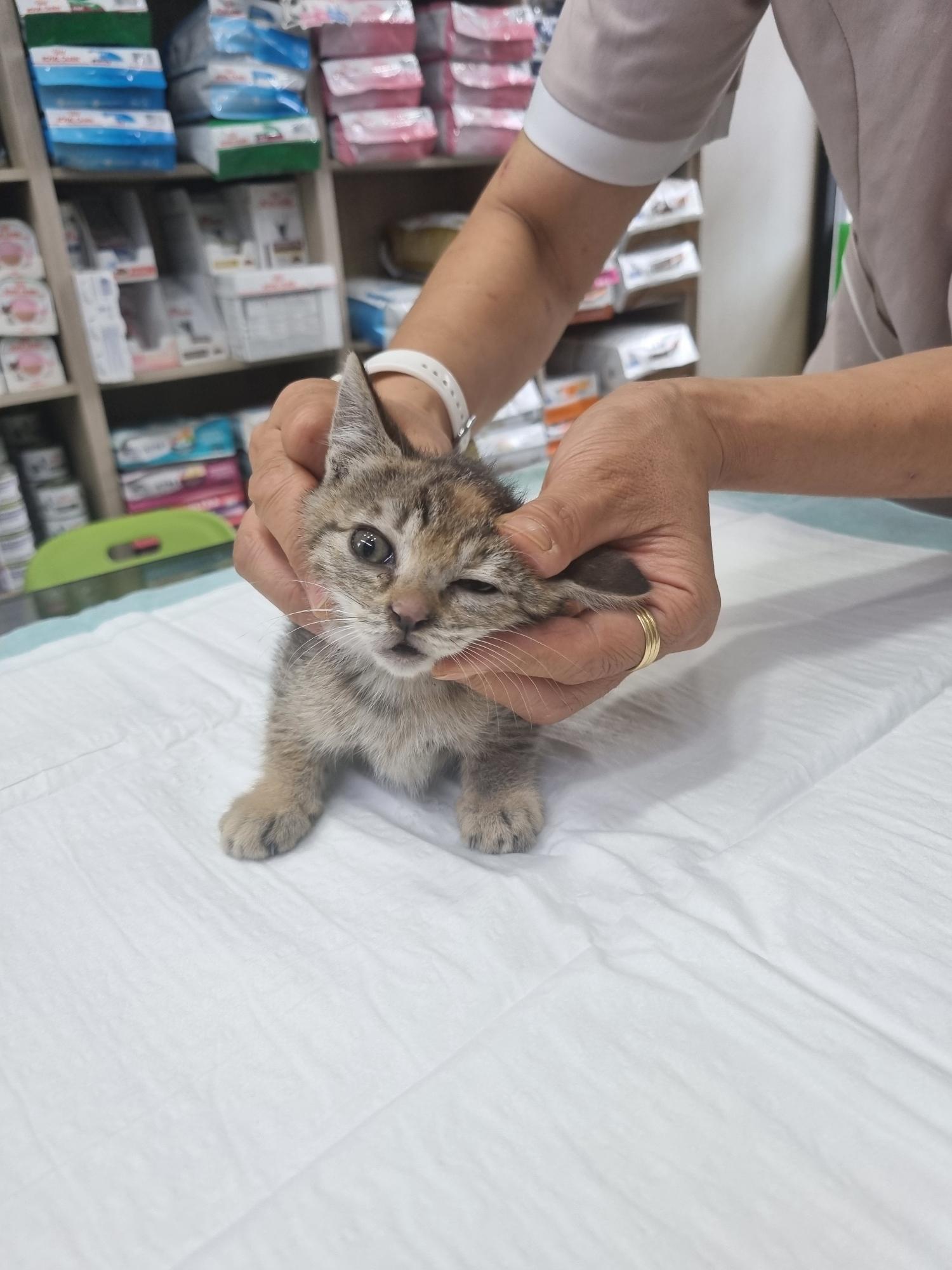 보호중 한국 고양이…