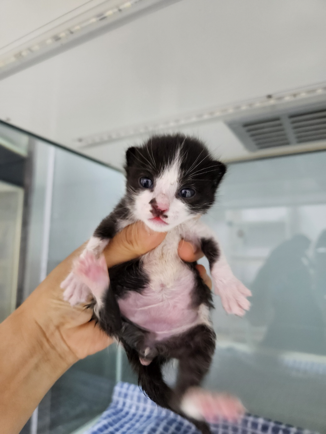 보호중 한국 고양이…