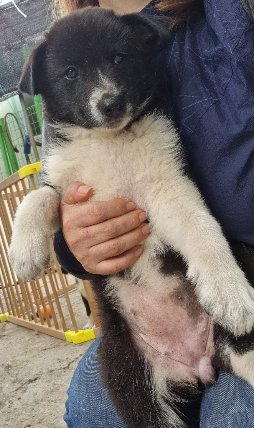 울산유기동물보호센터_431372202400339