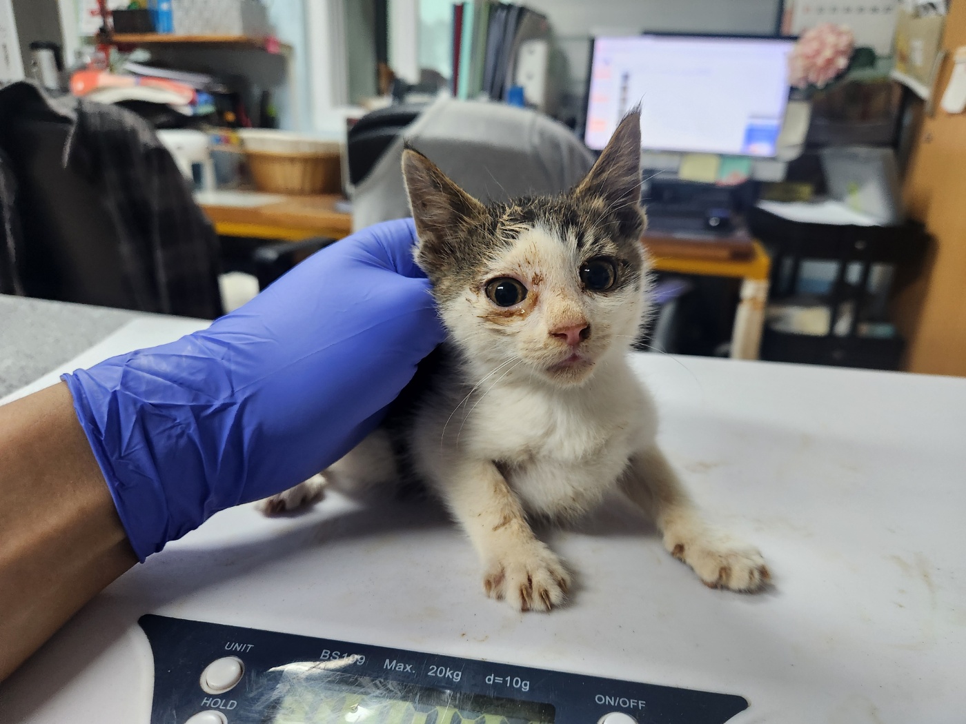 [고양이] 한국 고양이 광주-광산-2024-00444 유기동물 배경 이미지 입니다.