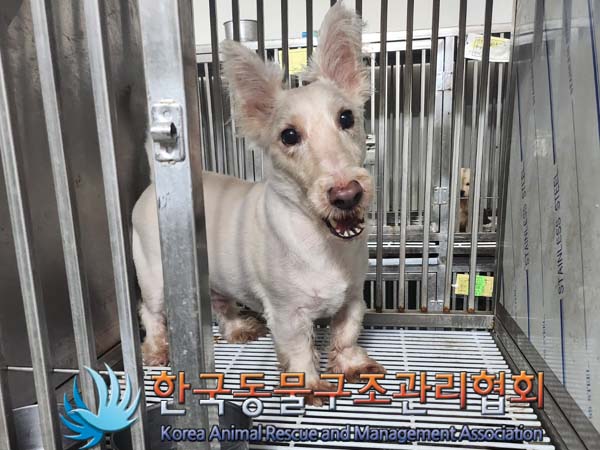 종료(반환) 믹스견…