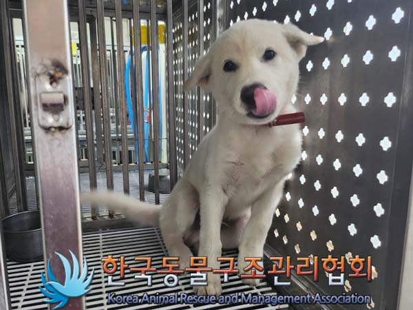 한국동물구조관리협회_441409202401045
