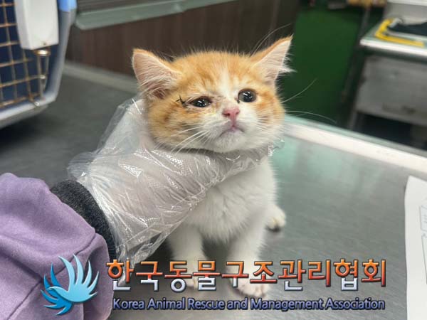 한국동물구조관리협회_411316202400374