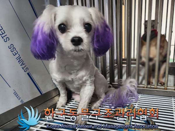 한국동물구조관리협회_411323202400748