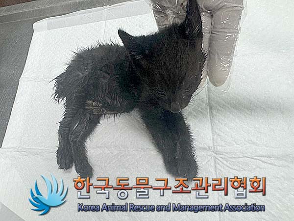 한국동물구조관리협회_411306202400582