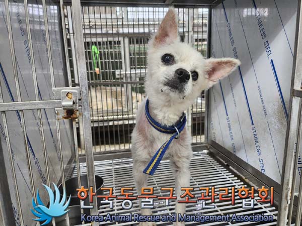 종료(안락사) 믹스…