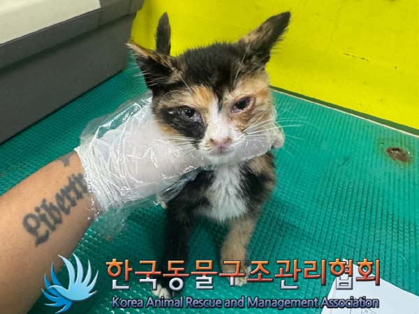 한국동물구조관리협회_441559202400812