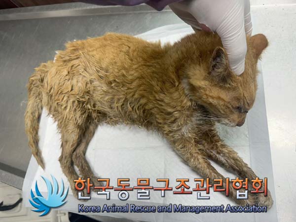 종료(자연사) 한국…