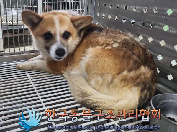 종료(안락사) 믹스…