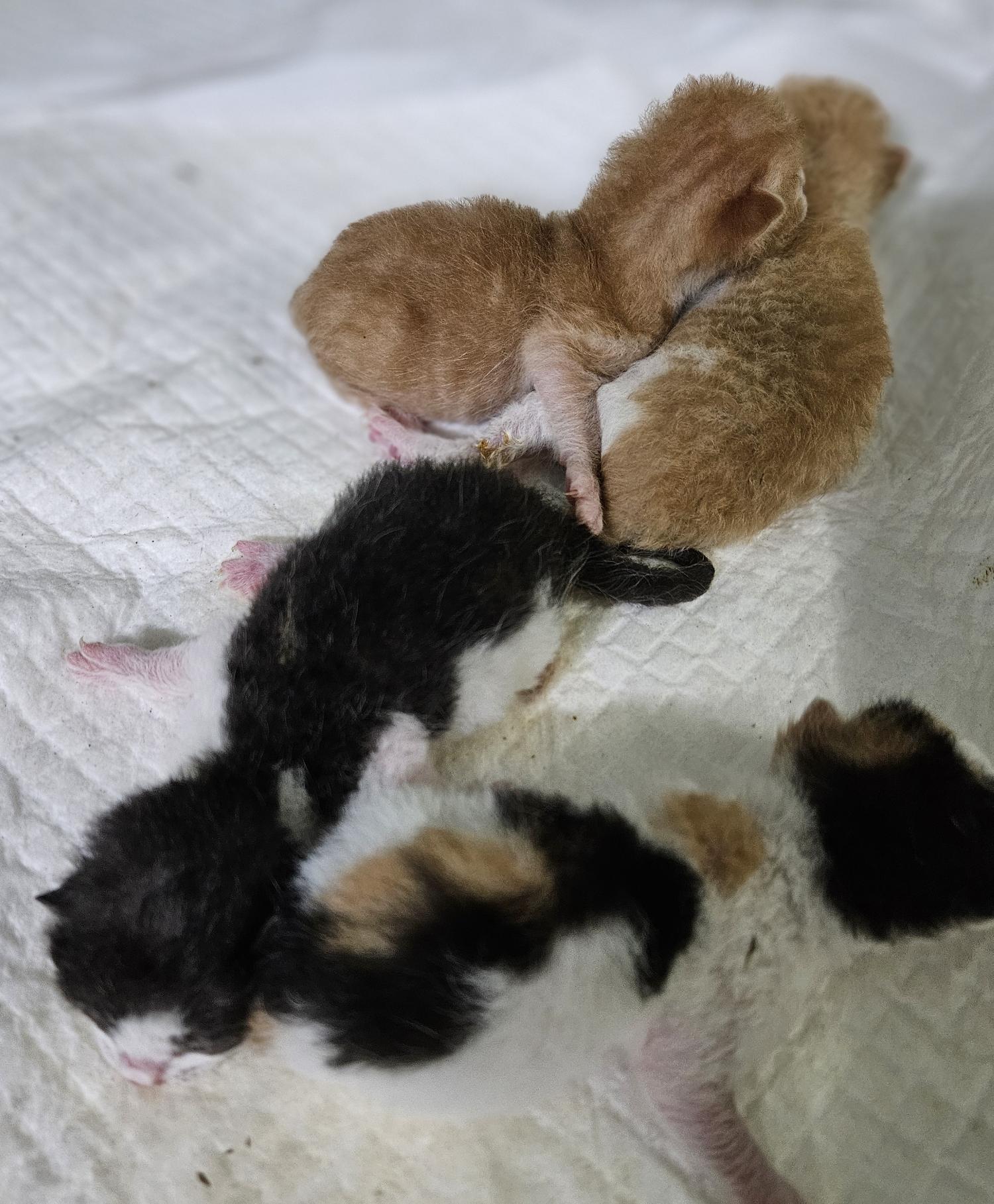 대구유기동물보호센터_427342202400680