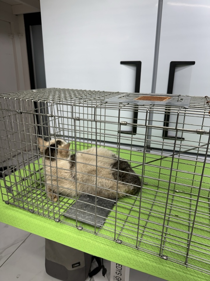 신공항동물병원_428349202400619