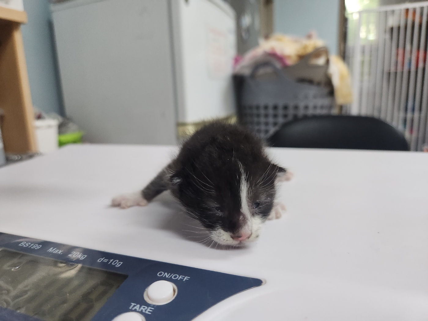 [고양이] 한국 고양이 광주-광산-2024-00454 유기동물 배경 이미지 입니다.