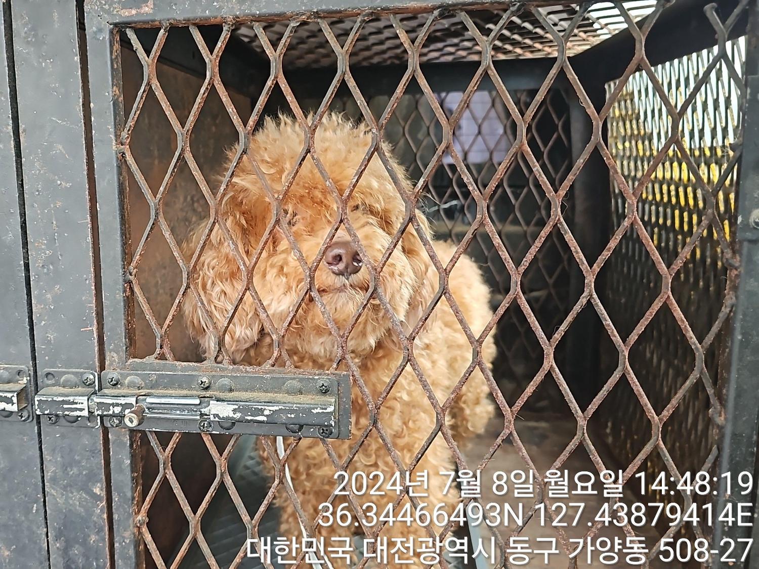 대전동물보호센터_430364202400622