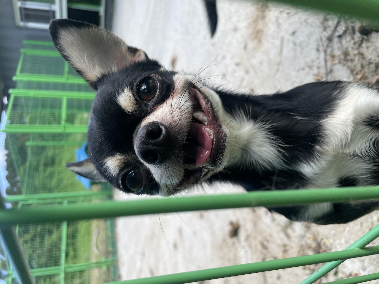 예산동물보호센터_444461202400461