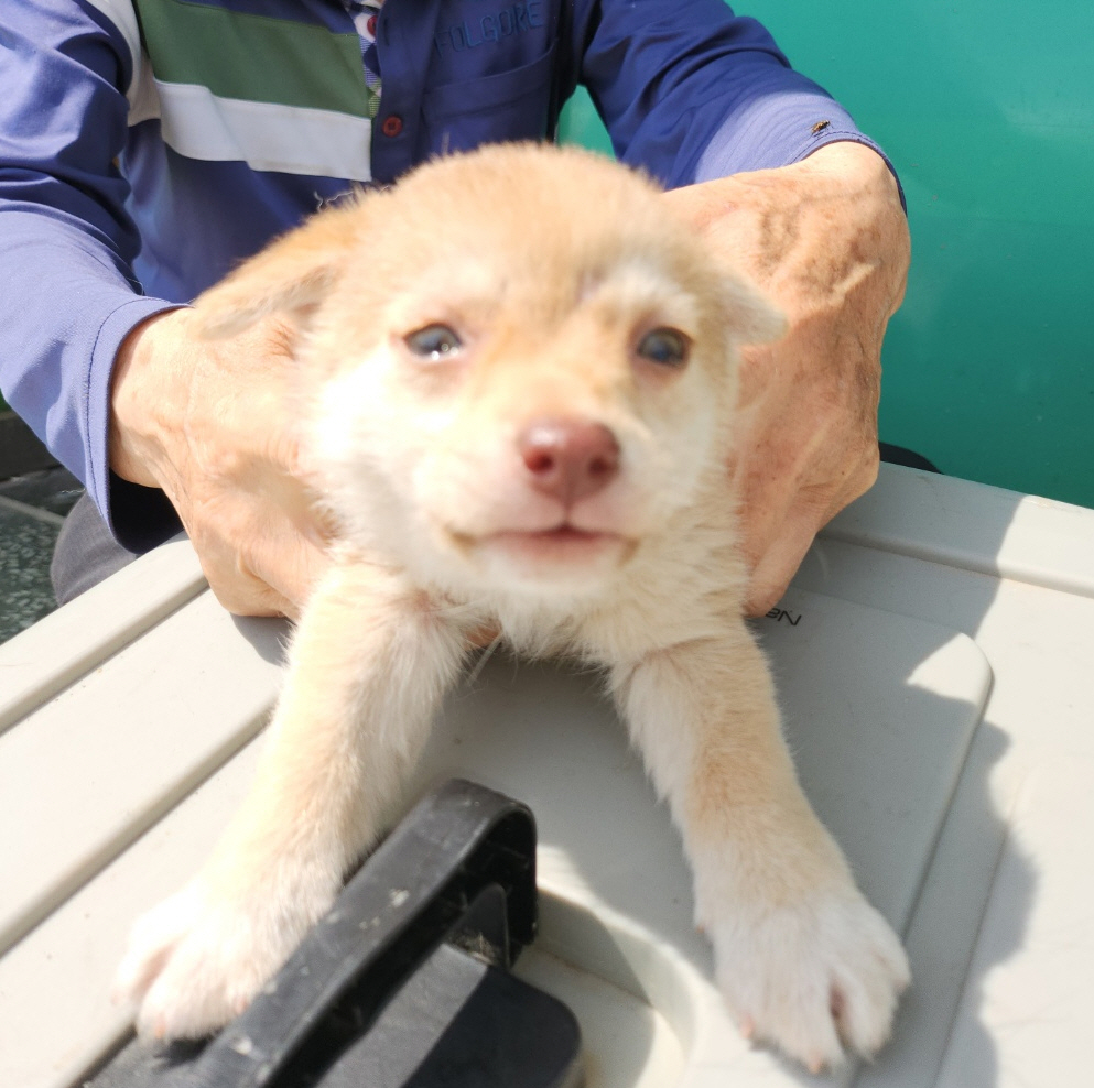 예산동물보호센터_444461202400437