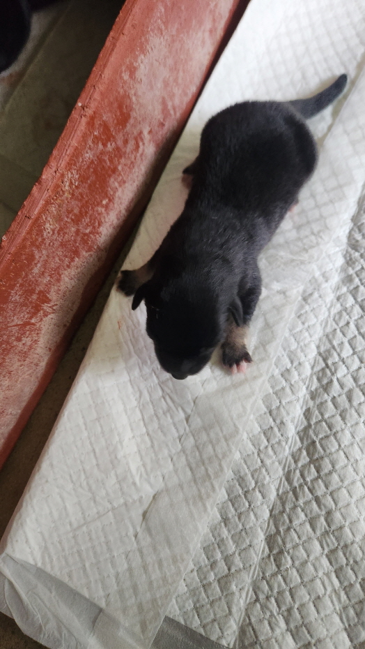 익산유기동물보호소_445468202401942