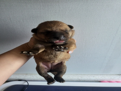 사단법인 동부_426340202400166