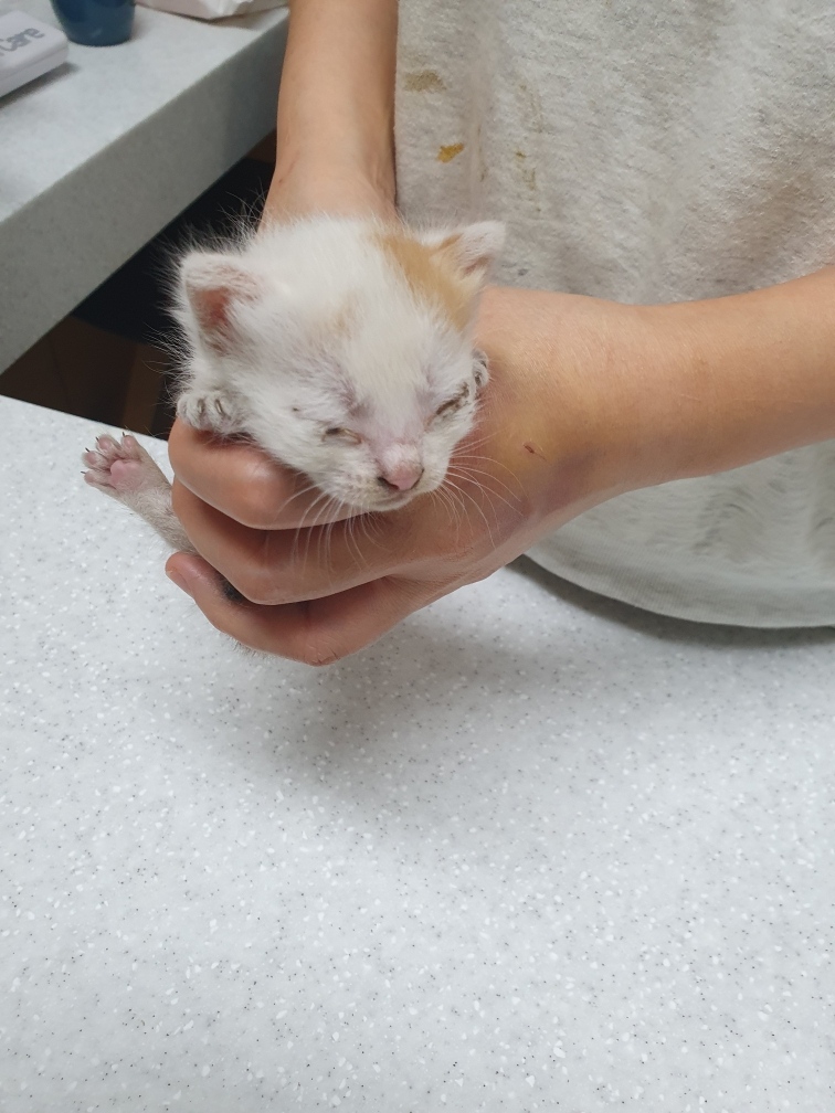 보호중 한국 고양이…