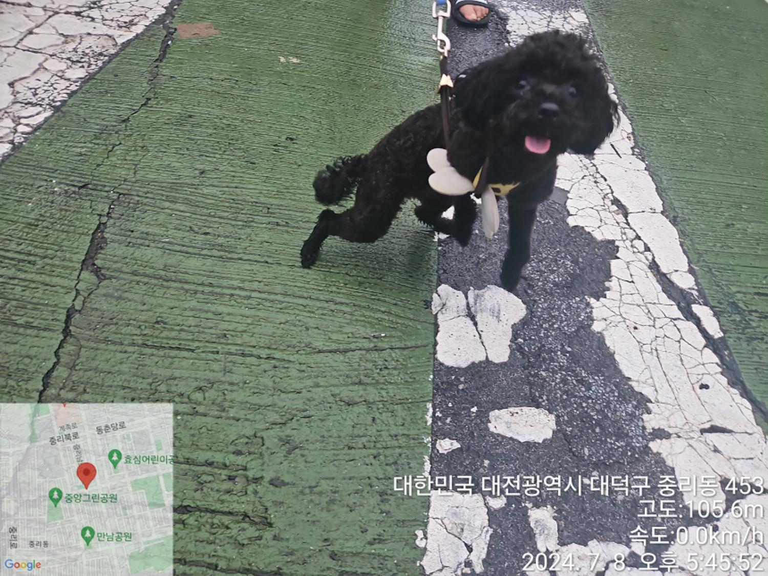종료(입양) 푸들의…