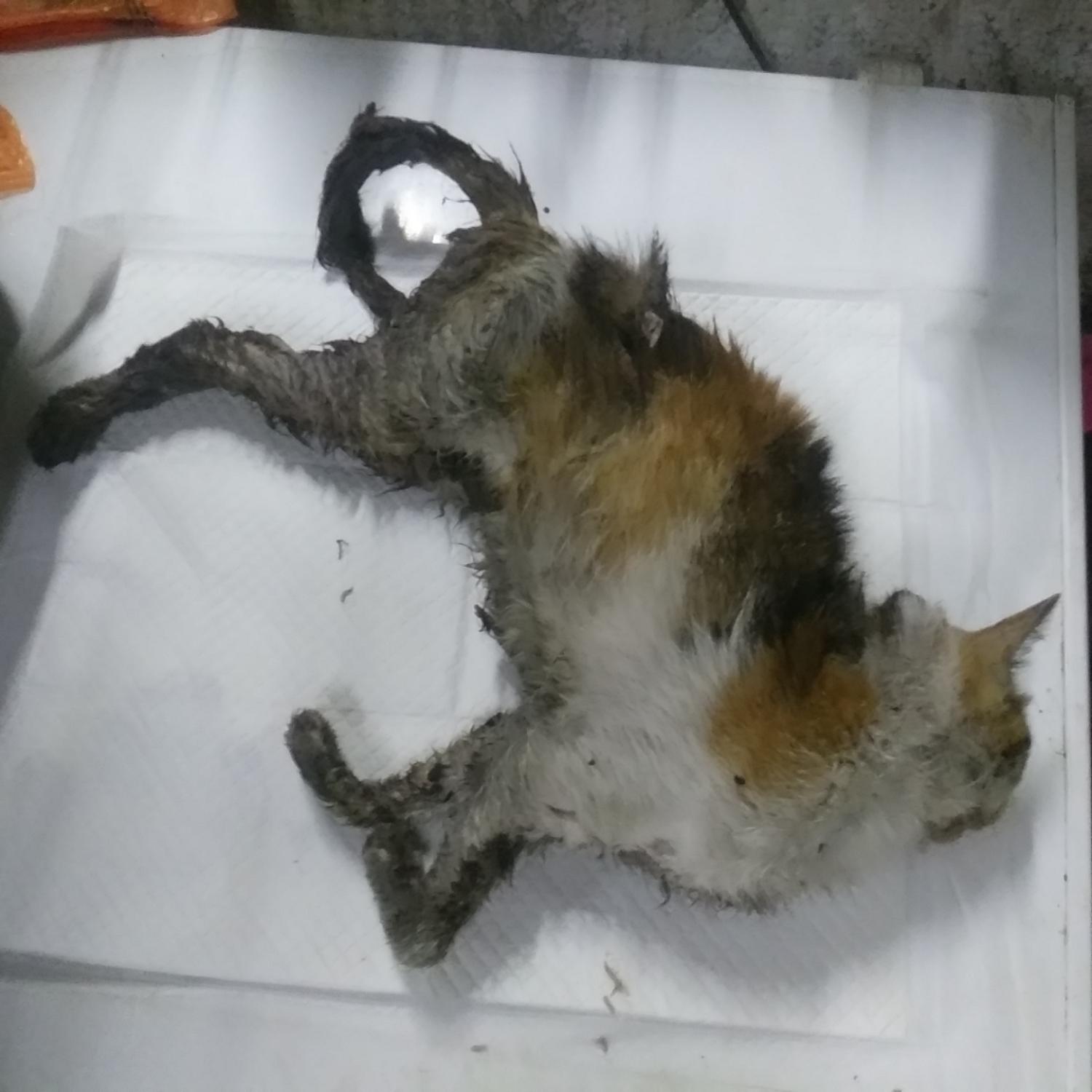 종료(자연사) 한국…