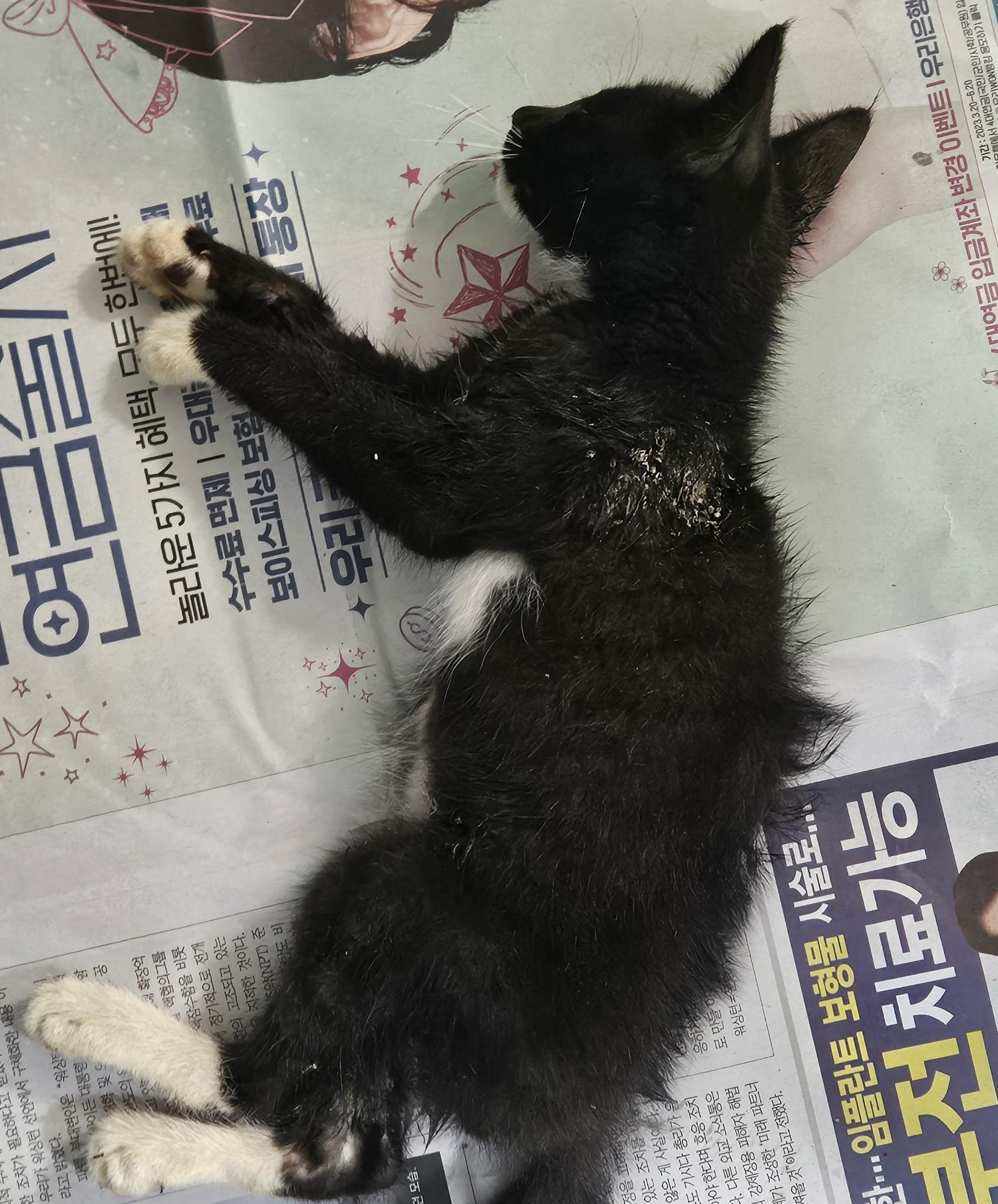 대구유기동물보호협회_427347202400586