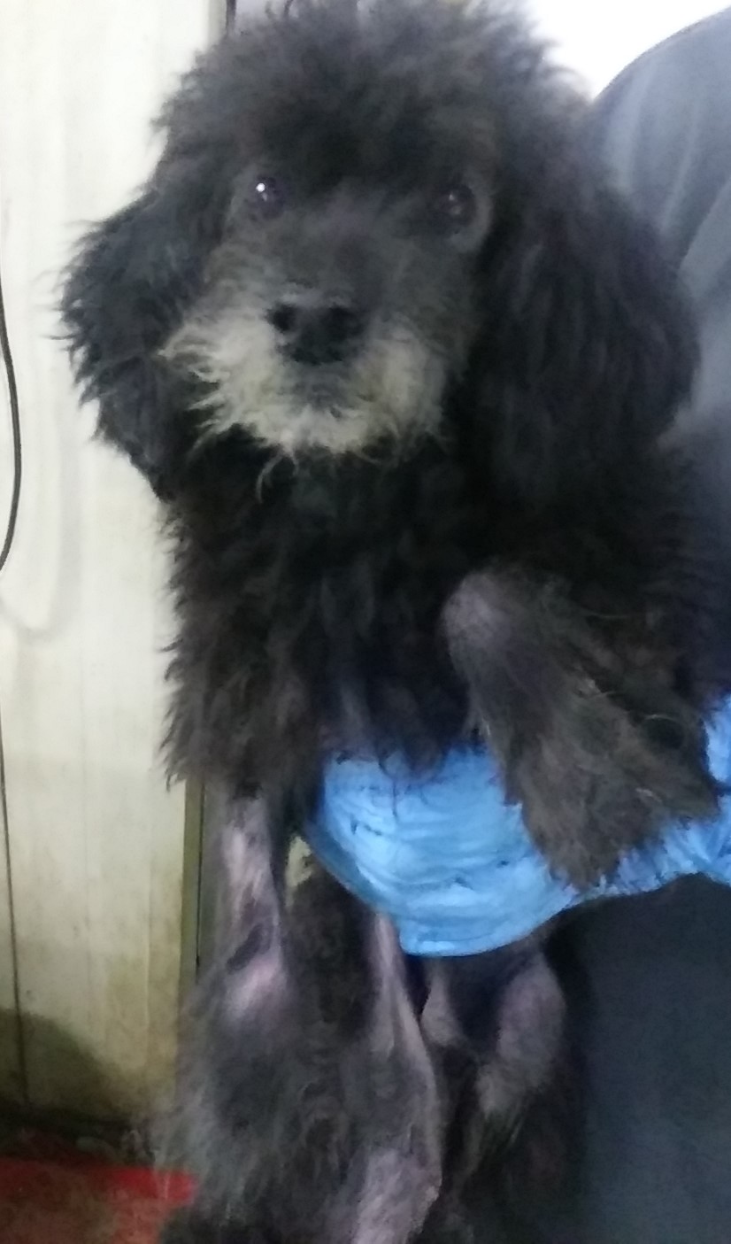 인천광역시수의사회_428353202400686