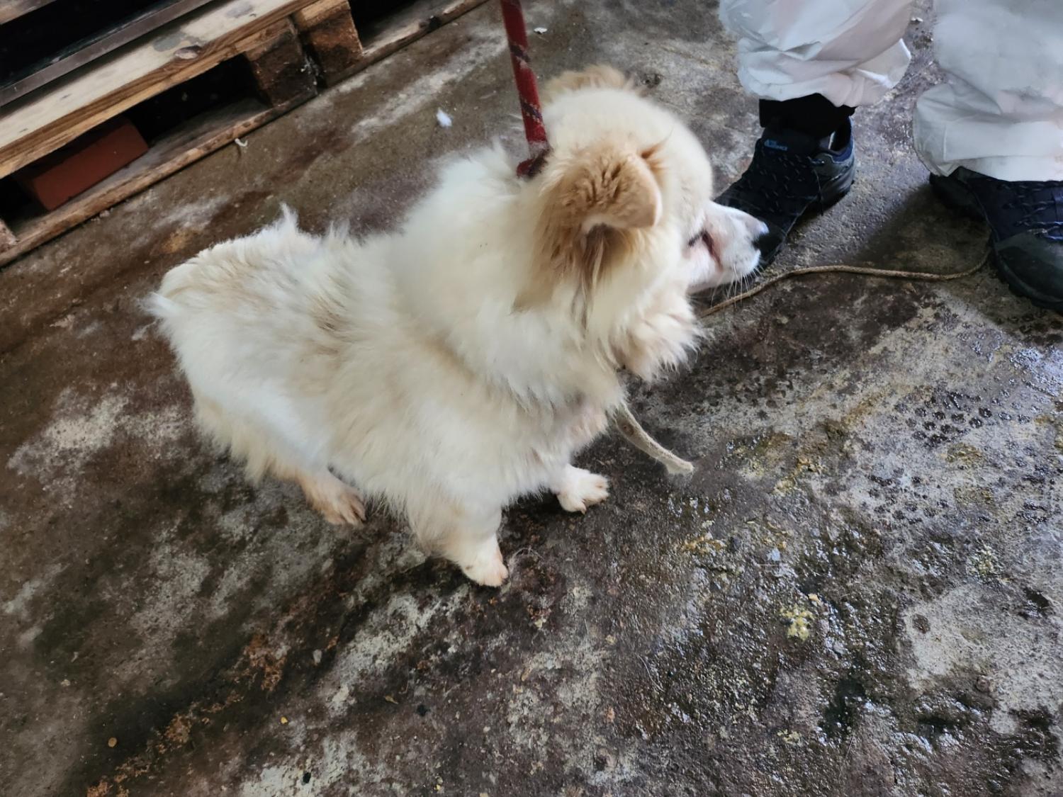평택시유기동물보호소_441391202401742