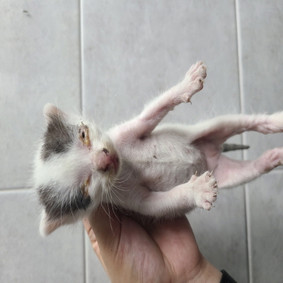 종료(자연사) 믹스…