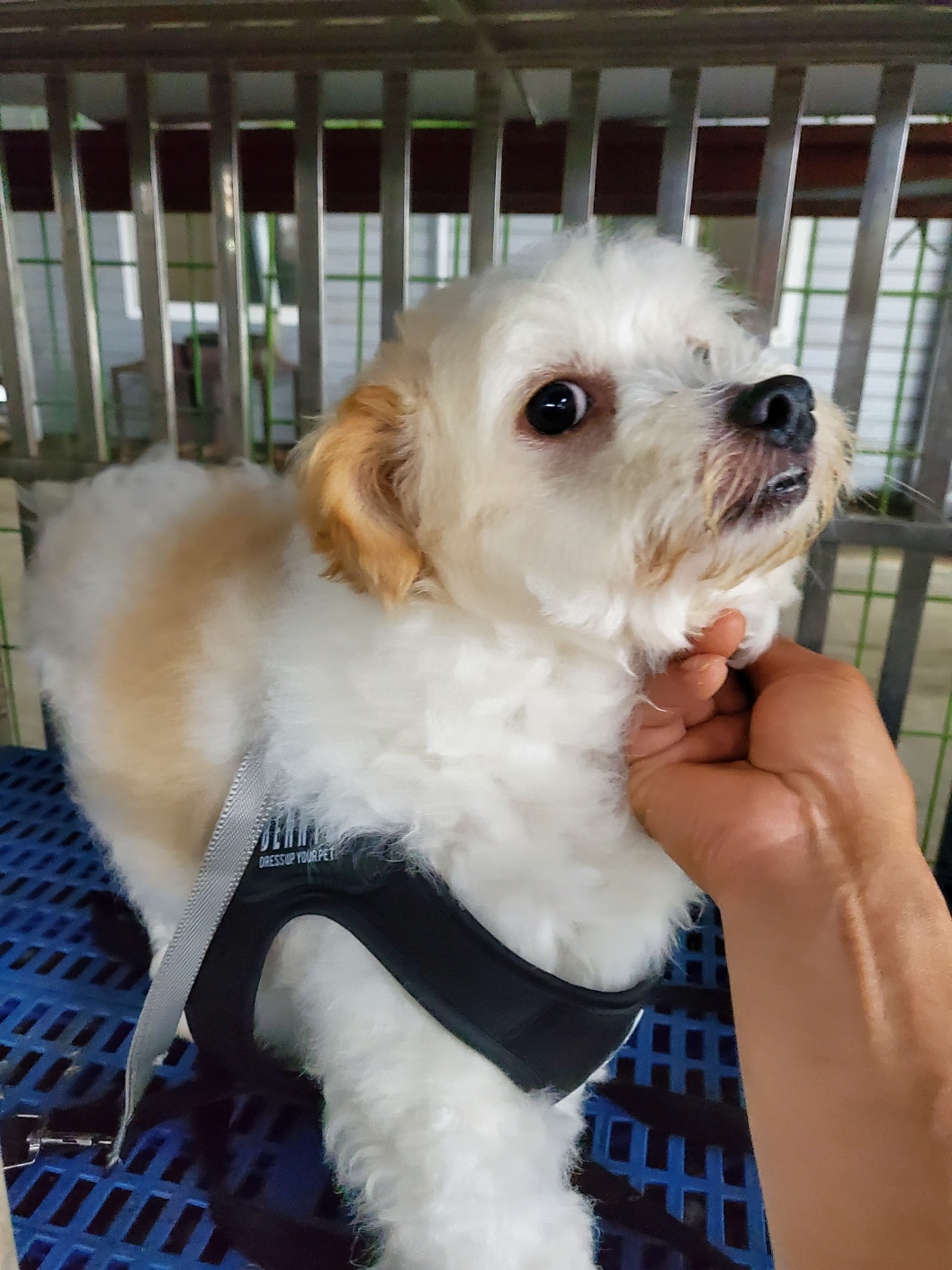 평택시유기동물보호소_441391202401746