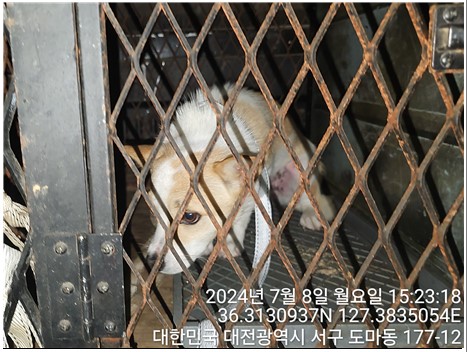 대전동물보호센터_430366202400310