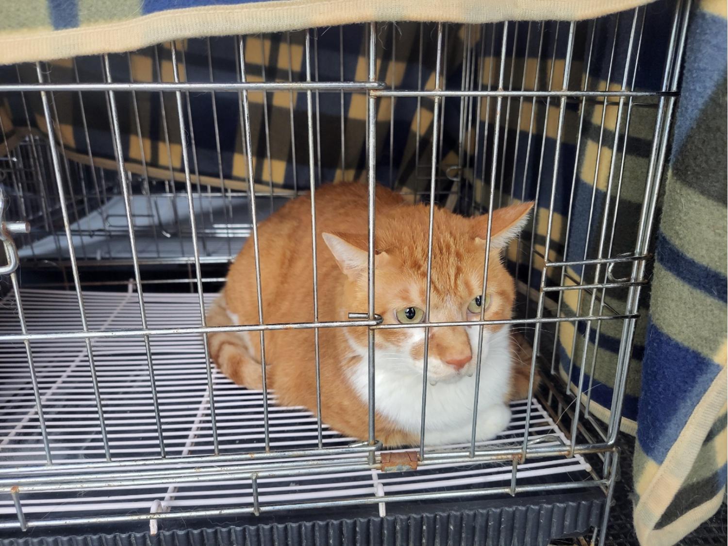고양시동물보호센터_441394202401522