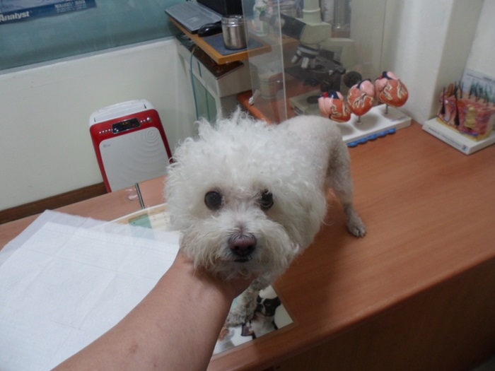 강현림동물병원_411320202400360