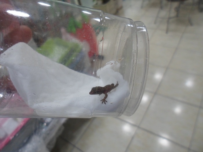 종료(자연사) 도마…