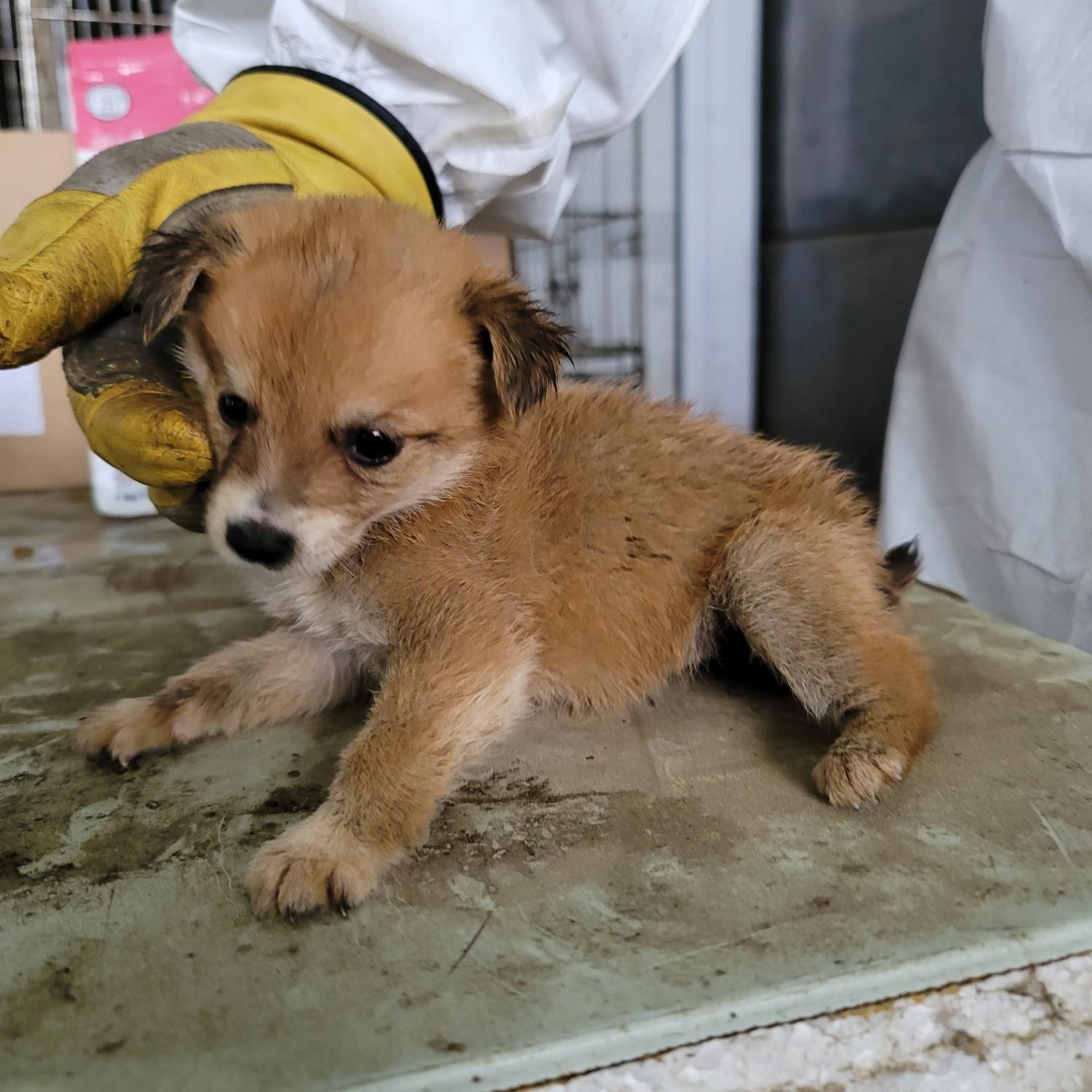 평택시유기동물보호소_441391202401749