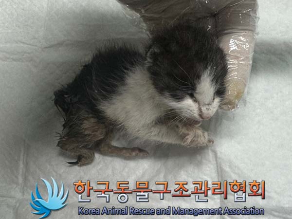 한국동물구조관리협회_441382202400578