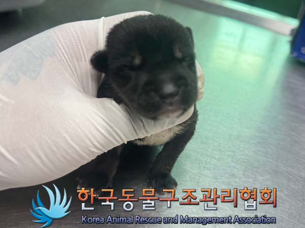 종료(자연사) 믹스…