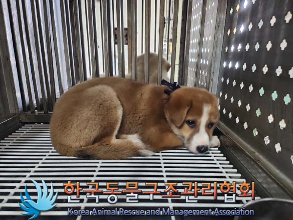 종료(안락사) 믹스…