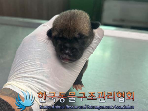 한국동물구조관리협회_441409202401052