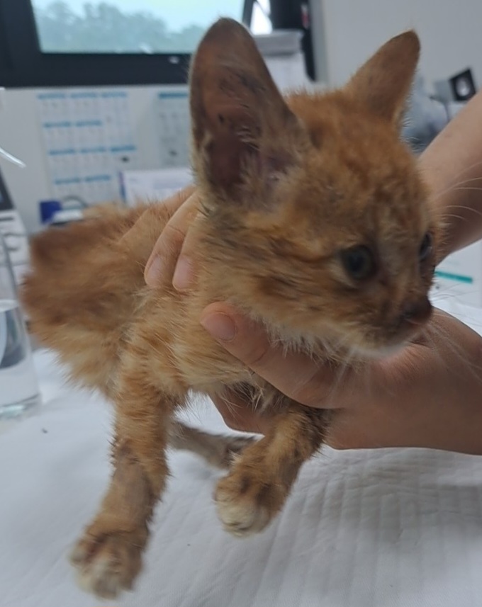 수원시 동물보호센터_441374202400873